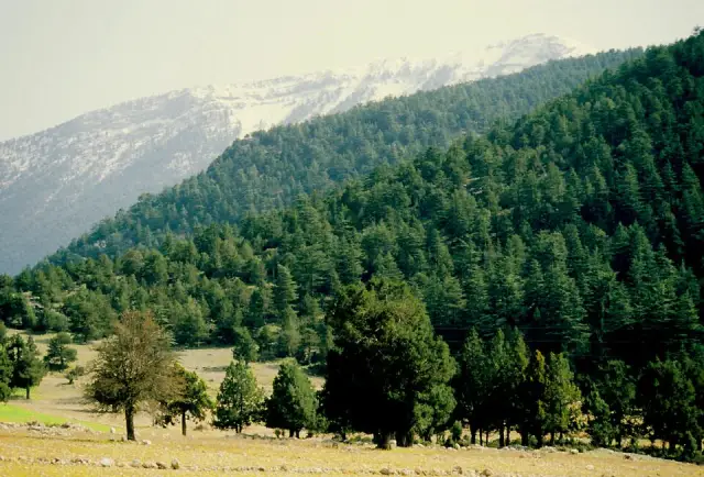 Avlan Beli